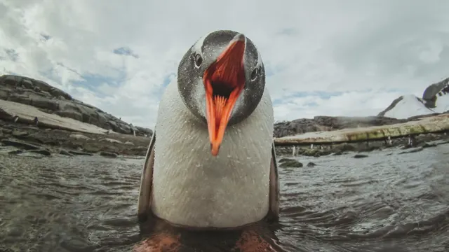 Lead image for “Linux Kernel Flaw Exposes Root-Only Files to Unprivileged Users”
